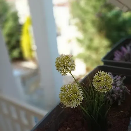 Constantina - βίλα κωνσταντίνα Apartment